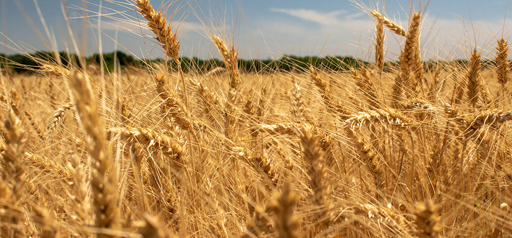 Buğdaya Yakın Bakış ve Gluten