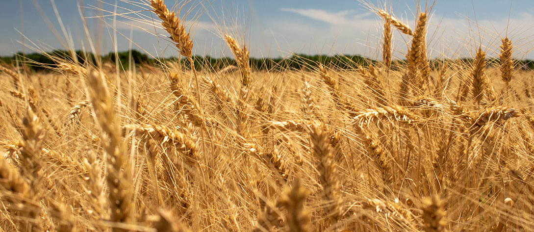 Buğdaya Yakından Bakış | Belma Doğan Güngen